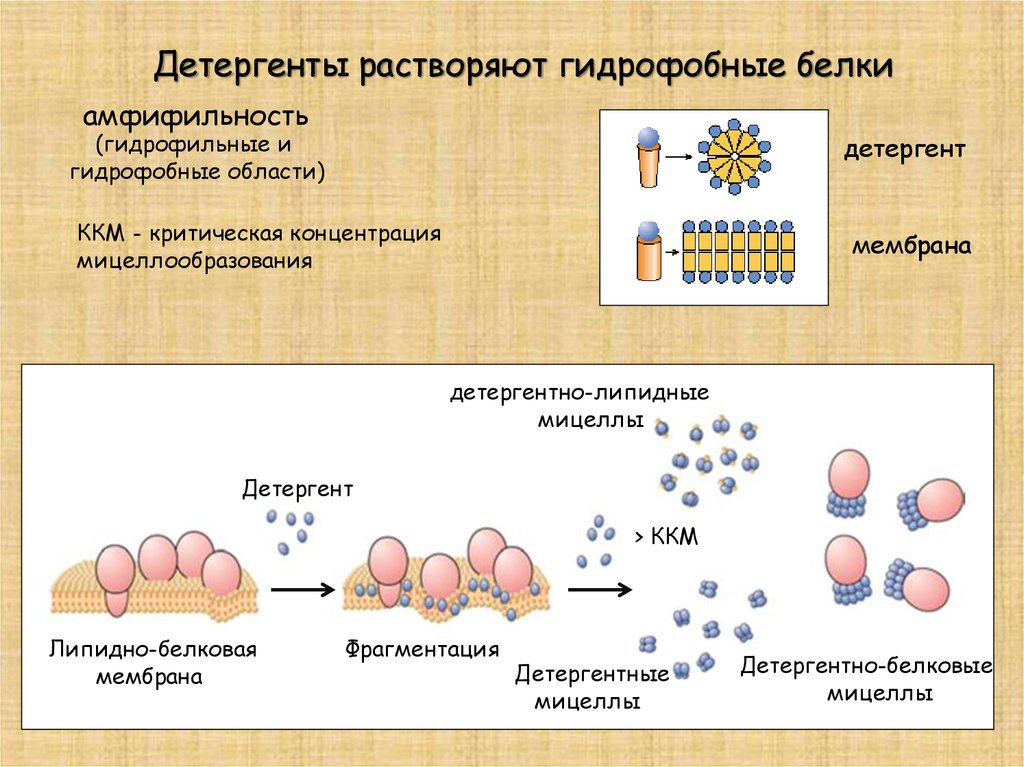 Детергенты. Гидрофобные белки. Гидрофильные и гидрофобные. Белки гидрофильные и гидрофобные белки. Гидрофобные и гидрофильные свойства.