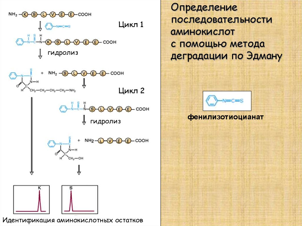 Концевые аминокислоты. Метод Эдмана аминокислотную последовательность. Определение аминокислотной последовательности. Определения аминокислотной последовательности по методу Эдмана. Последовательно аминокислот.