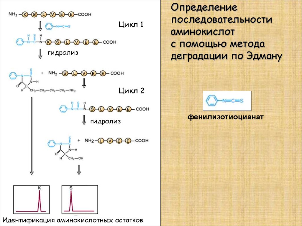 Цепь аминокислот в определенной последовательности. Методы определения аминокислотной последовательности. Определение последовательности аминокислот. Метод Эдмана аминокислотную последовательность. Определить аминокислотную последовательность.