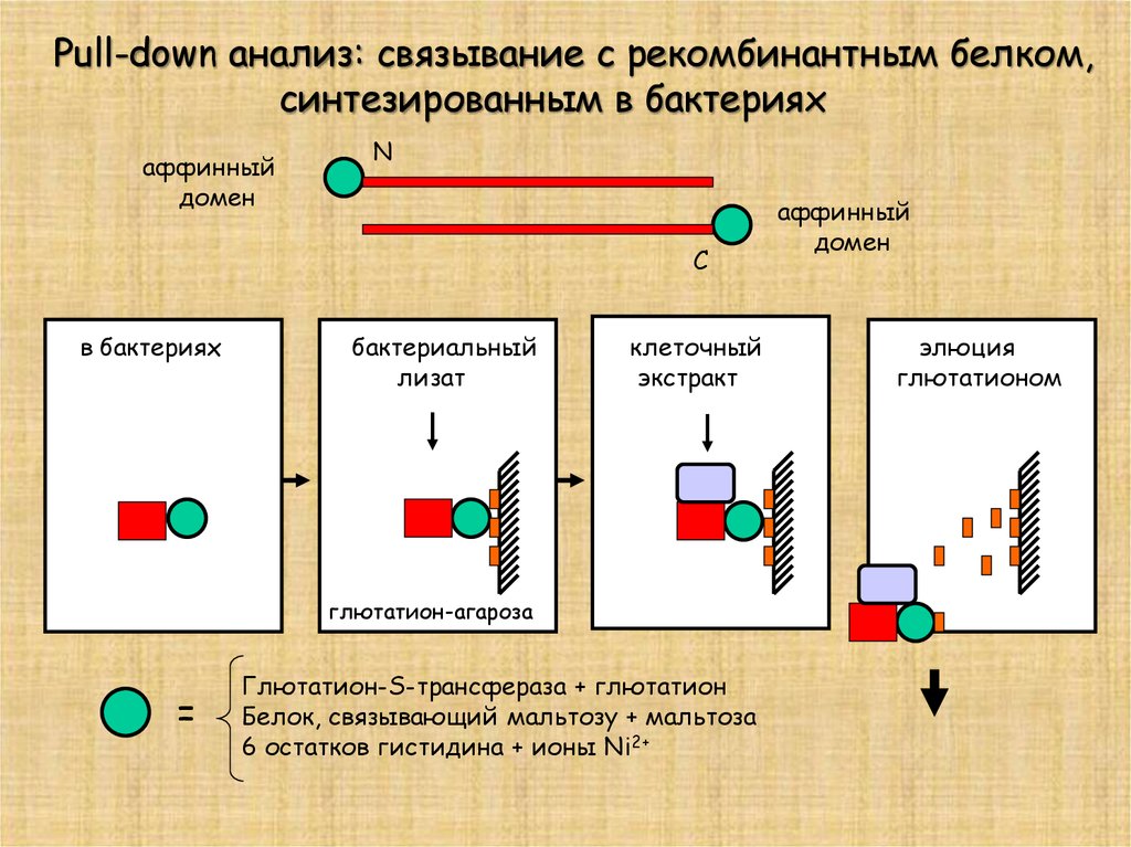 Анализ 6. Минорные и мажорные белки бактерий. Анализ рынка рекомбинантных белков. Картинки связывания белков в аффинной хроматографии с агарозой.