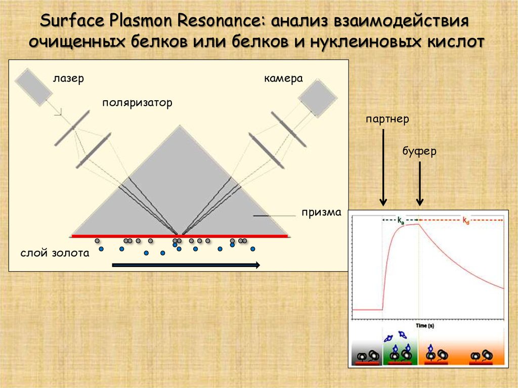 Плазмон. Геном и плазмон. Плазмон-поляритон. Плазмон это в биологии. Плазмон генетика.
