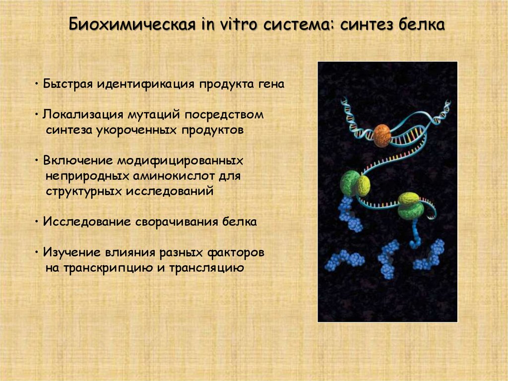 Взаимосвязь биосинтеза белка и дыхания. Влияние мутаций на Синтез белков. Локализация мутаций. Синтез «укороченного» белка. Биохимические мутации.