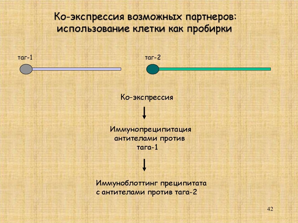 Анализ 6. Иммуноблоттинг ЦМВ. Число экспрессии 1. КФК МБ иммунопреципитация. Таг анализ.