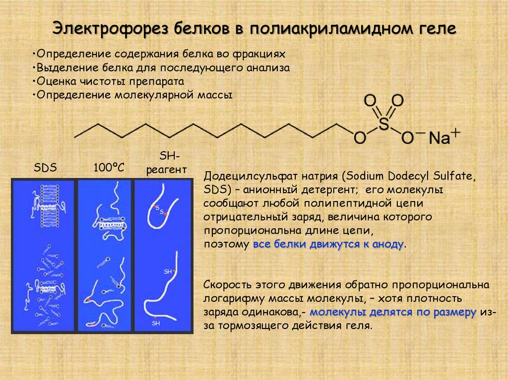 Электрофорез белков. Электрофорез белков в полиакриламидном геле. Электрофорез определение белков. Скорость электрофореза белков.
