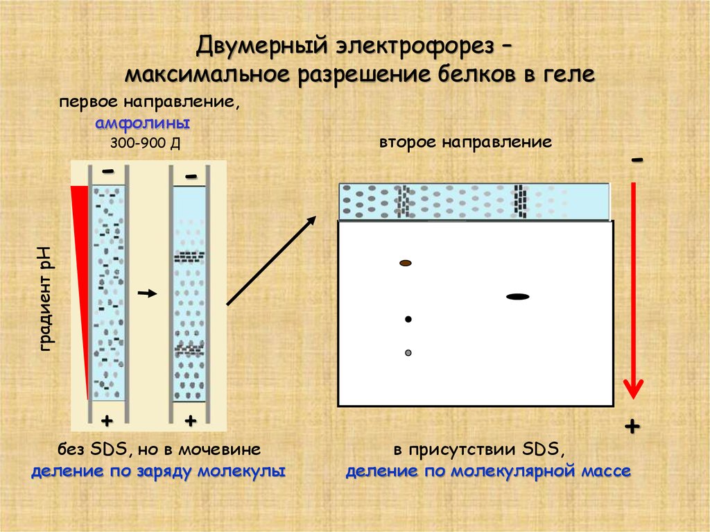 Электрофорез карта осу