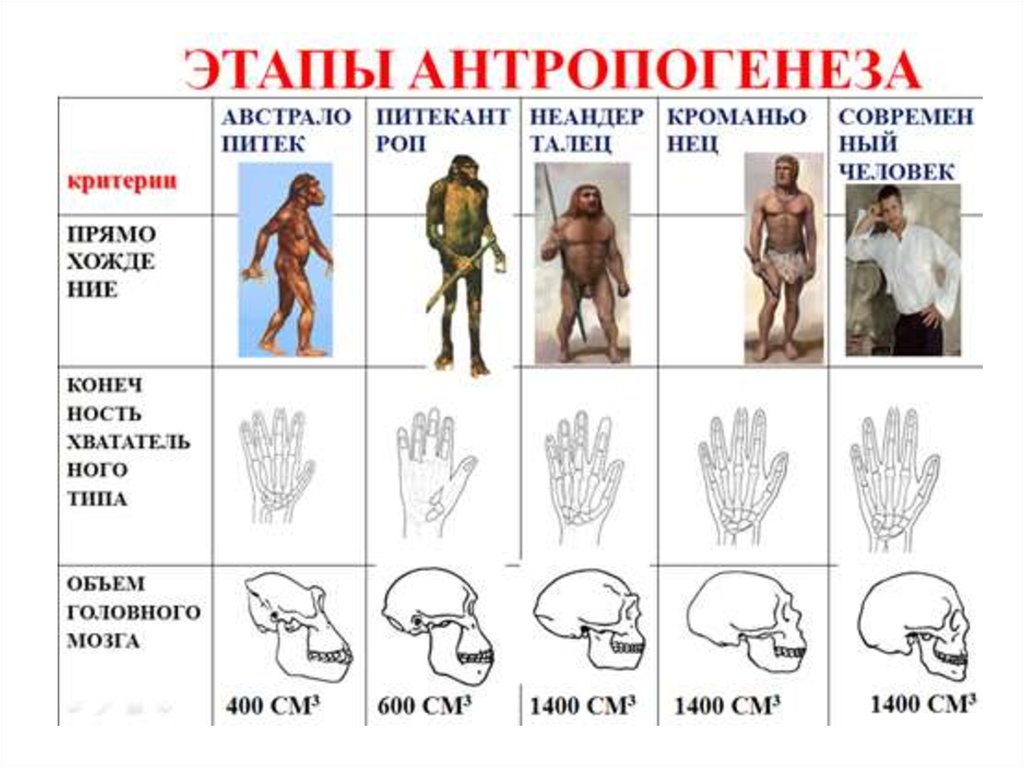 Этапы становления человека презентация