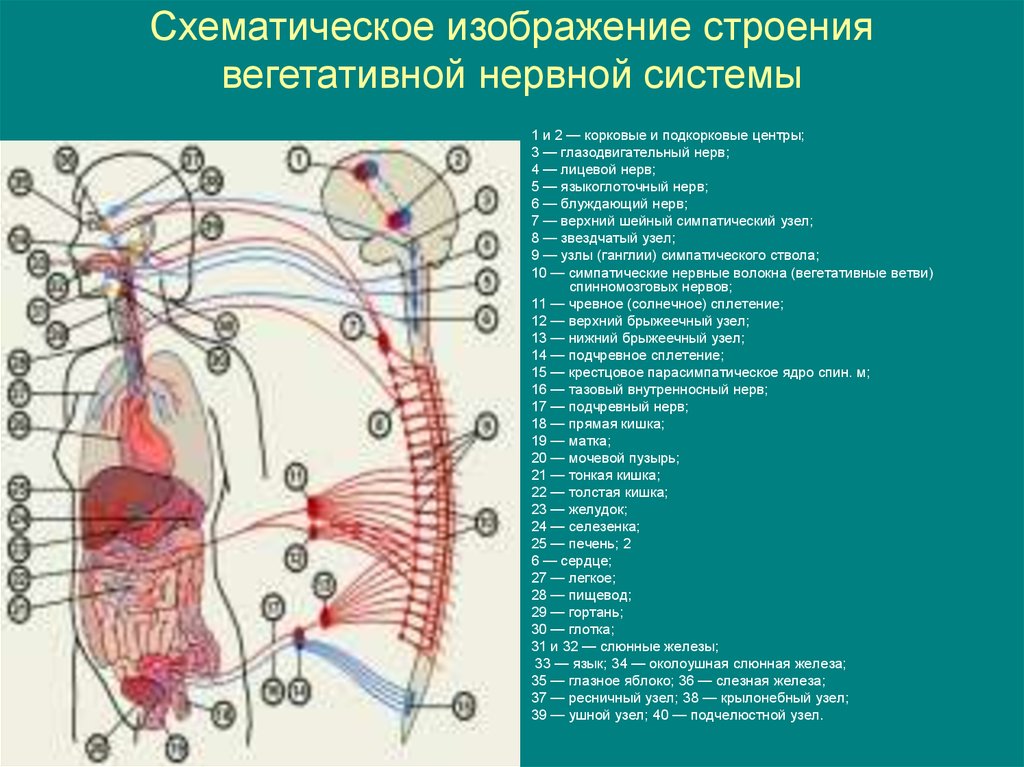 Где расположены вегетативные симпатические нейроны. Корковые центры вегетативной нервной системы. Вегетативная НС анатомия. Центры вегетативной нервной системы анатомия. Центры вегетативной нервной системы схема.