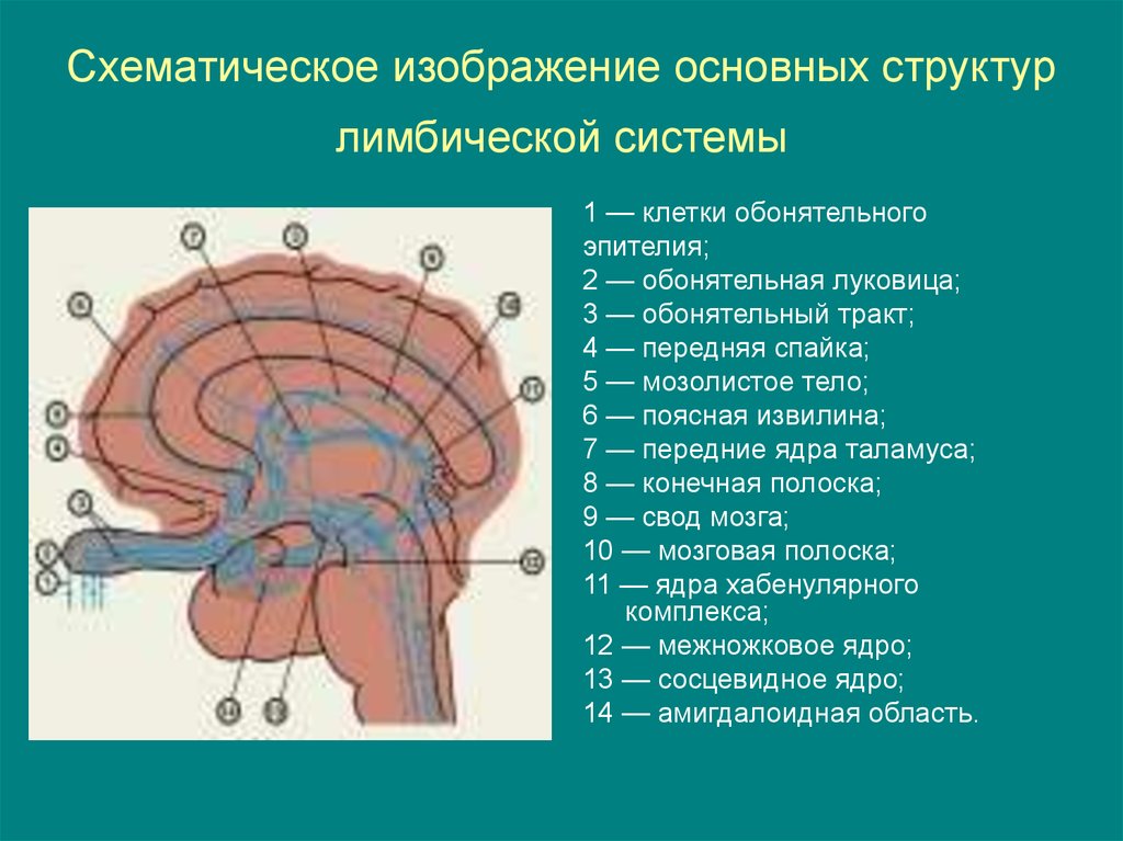 Обонятельное ядро. Тракт обонятельного нерва. Обонятельная луковица мозга. Строение обонятельного тракта. Обонятельный мозг строение.