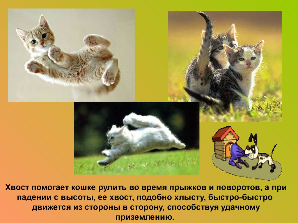 Хвосты помогают животным. Для чего нужен хвост кошке. Чем помогает хвост кошке. Для чего животным хвост.