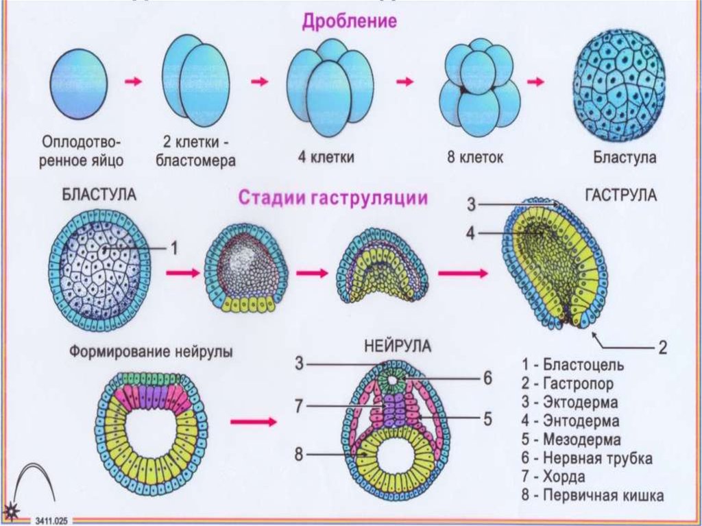 Клетка онтогенез