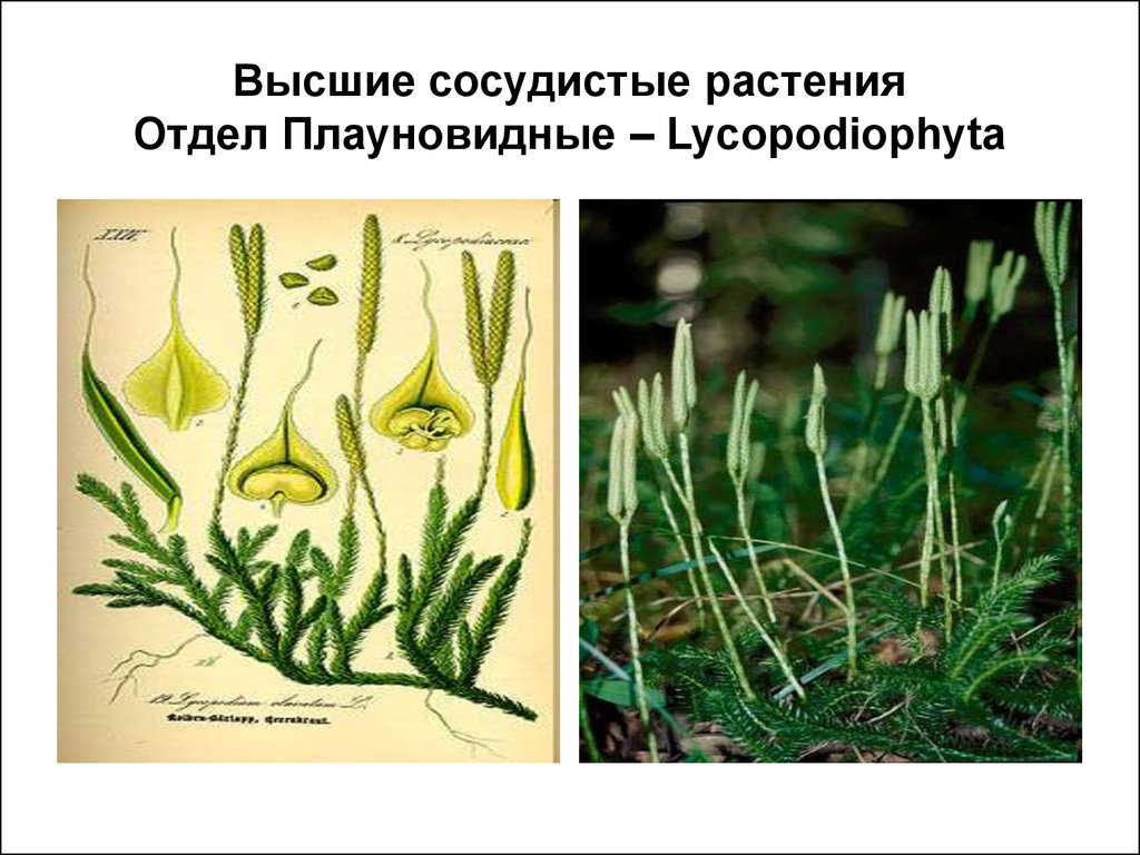 Высшие растения примеры. Отдел Плауновидные. Lycopodiophyta. Отдел Плауновидные высшие растения. Сосудистые растения. Высшие сосудистые растения.