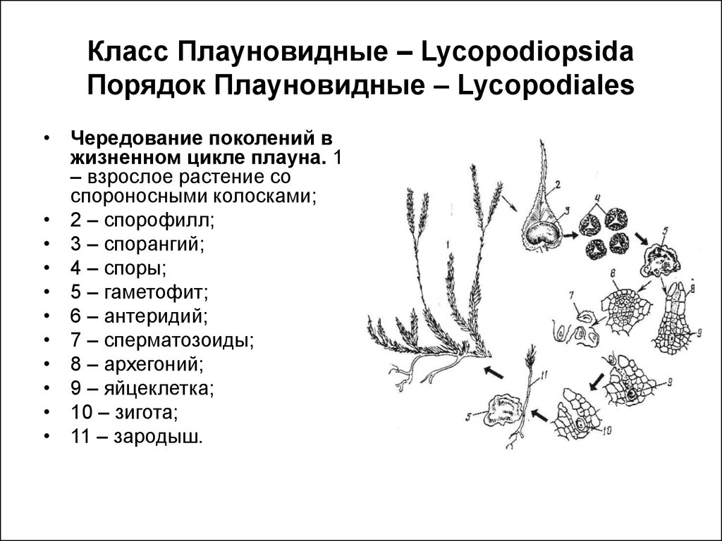 Плауновидные растения рисунок