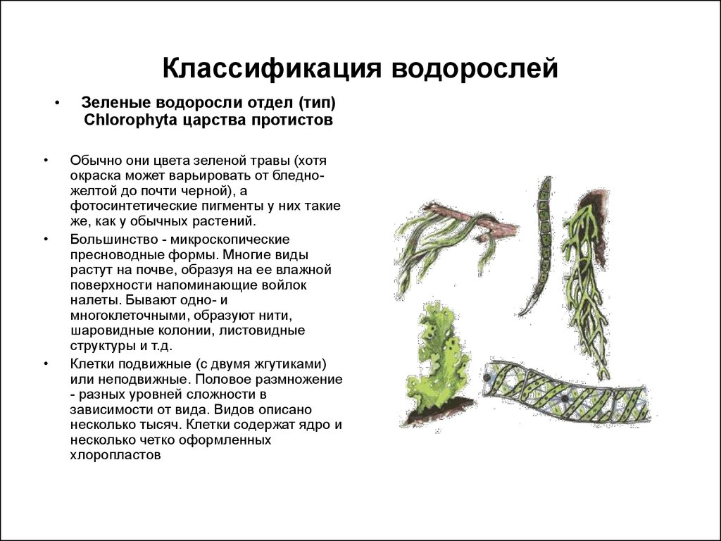 По какой причине водоросли выделены в особую. Систематика водорослей ламинария. Царство растений отдел водорослей. Классификация водорослей таблица. Царство растений классификация группы водорослей.