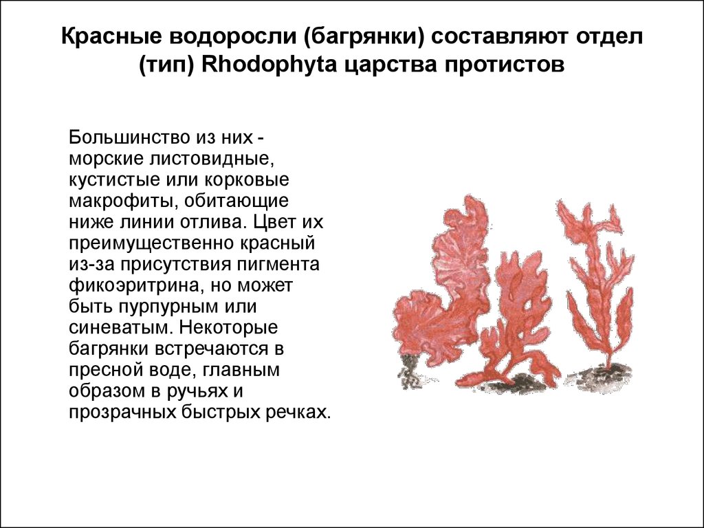 Красной водорослью является. Отдел красные водоросли багрянки кратко. Отдел красные водоросли багрянки строение. Сообщение отдел красные водоросли багрянки. Отдел красные водоросли багрянки 7 класс кратко.