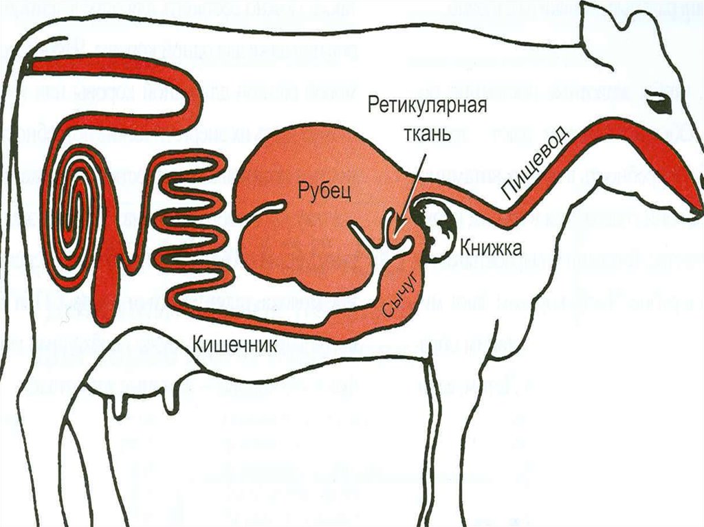 Кишечник жвачных. Желудок жвачных млекопитающих. Рубец жвачных животных. Рубец у жвачных где находится.