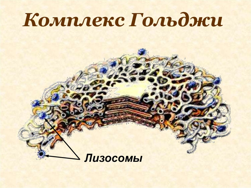 Эндоплазматическая сеть ядро лизосомы