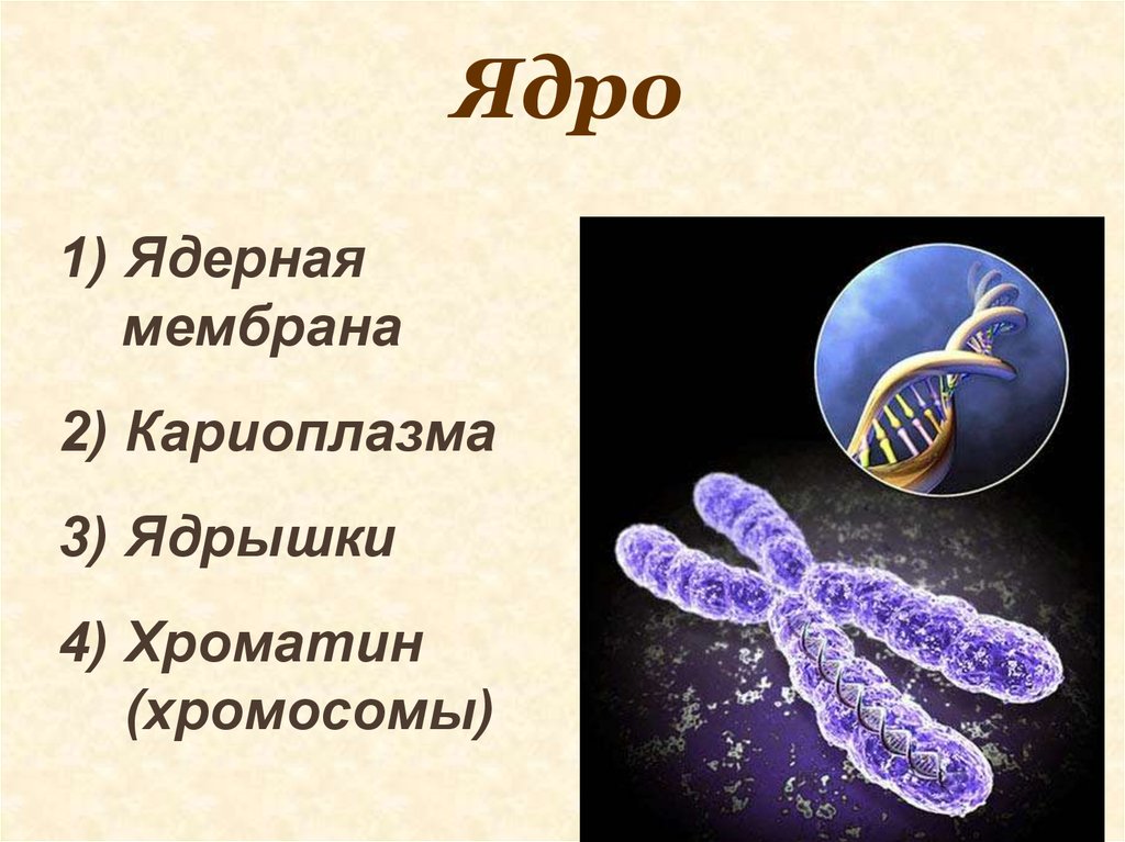 Хромосомы в растительной клетке. Строение хромосомы. Хромосомы в ядре клетки. Клеточное ядро хромосомы. Строение клетки хромосомы.