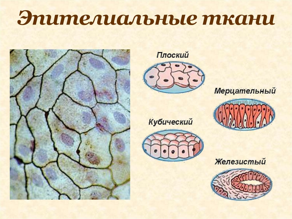 Эпителиальной клеткой является. Строение эпителиальной клетки. Строение клетки эпителиальной ткани. Клетка эпителиальной ткани рисунок. Ткани животных эпителиальная ткань.