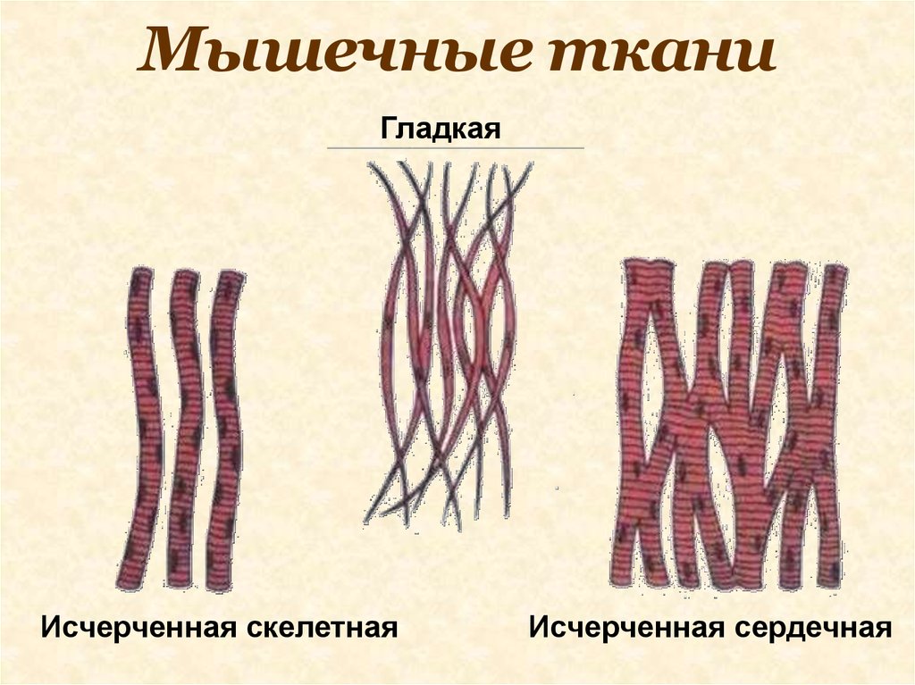 Клетки мышечной ткани называются