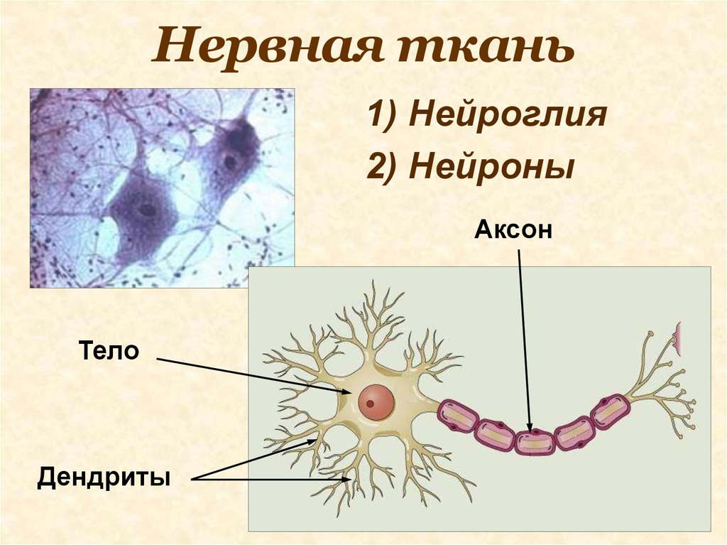 Название нервной клетки. Нервная ткань строение нейрона нейроглия. Клетки нейроглии гистология. Строение нейронов клеток глии. Строение нейрона и функции нейроглии.