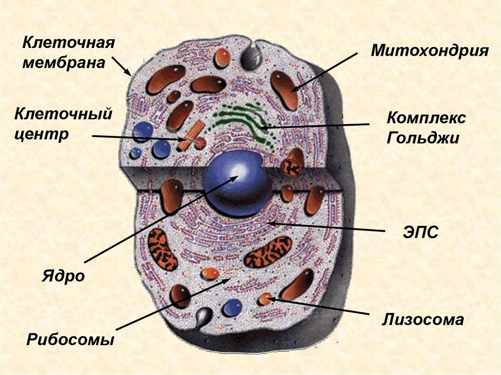 Лизосома мембранный органоид. Мембранные органеллы клетки гистология. Клетка рибосомы лизосомы митохондрии. Митохондрии, рибосомы, комплекс Гольджи, лизосомы, клеточный центр. Клеточный центр органоид животного строение.