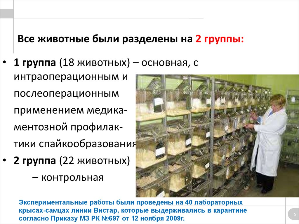 Все животные были разделены на 2 группы: