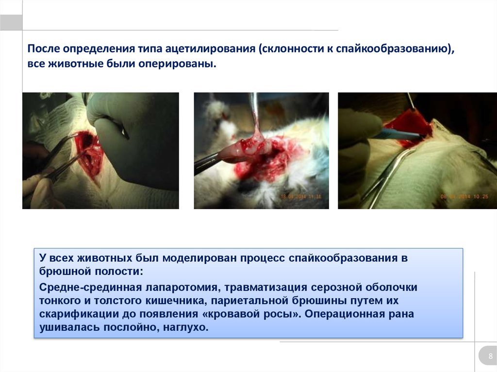 После определения типа ацетилирования (склонности к спайкообразованию), все животные были оперированы.
