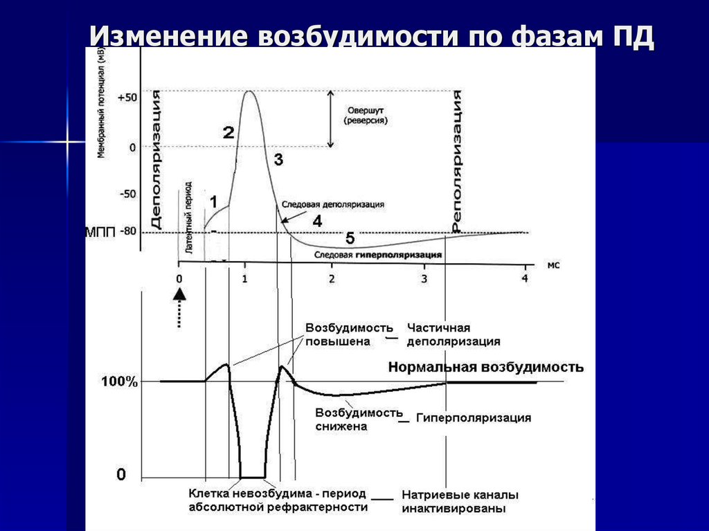 Фазы потенциала действия и возбудимости. Фазы потенциала действия и фазы изменения возбудимости. График фаз потенциала действия и фазы изменения возбудимости. График Пд с фазами изменения возбудимости. Соотношение фаз возбудимости с фазами потенциала действия.