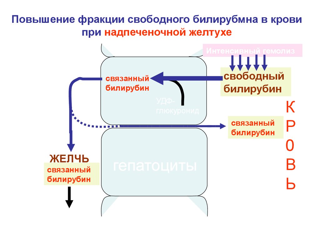 Свободный билирубин это. Повышение всех фракций билирубина. Обмен порфиринов и желчных пигментов. Увеличение свободной фракции. Улучшения для фракции.