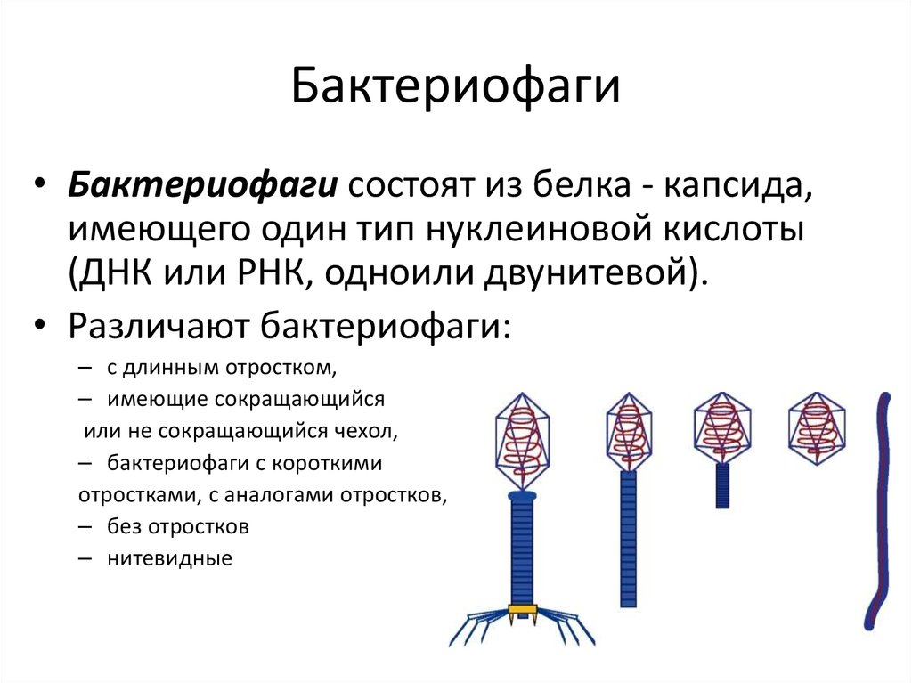 Бактериофагия. Бактериофаги состоят из белка капсида. Строение бактериофага микробиология. Строение бактериофагов биология кратко. Фибриллы бактериофага функции.