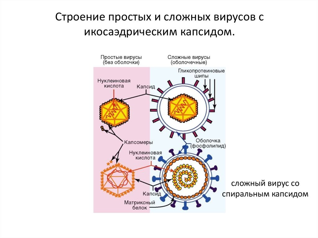 Вирусы состоят из нуклеиновой кислоты. Структура простого и сложного вириона. Вирусы простые и сложные схема. Строение сложного вируса строение капсида вируса. Схематическое строение простого и сложного вируса.