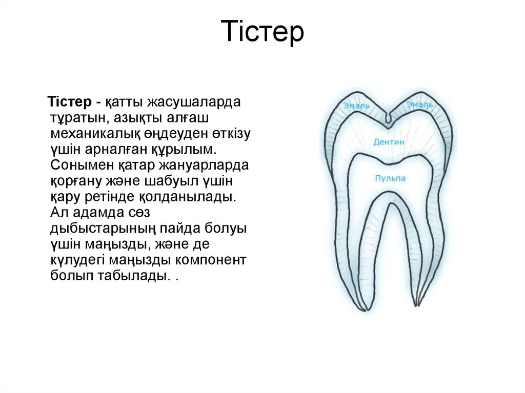 Тіс пастасы презентация