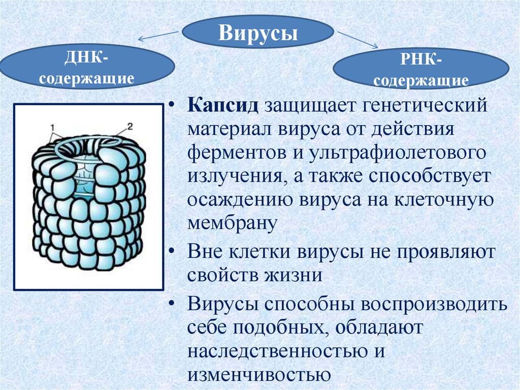 Вирусы - презентация онлайн