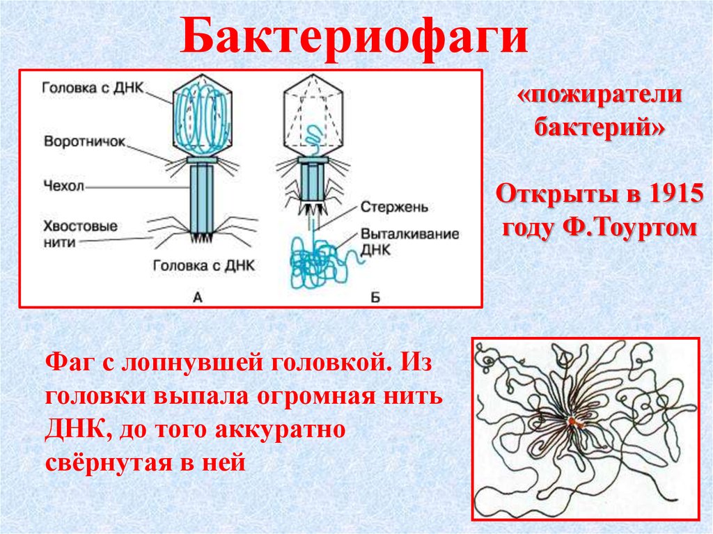 Вирусы план урока