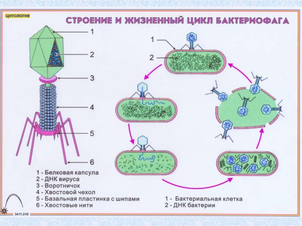 Схема жизненного цикла вируса схема