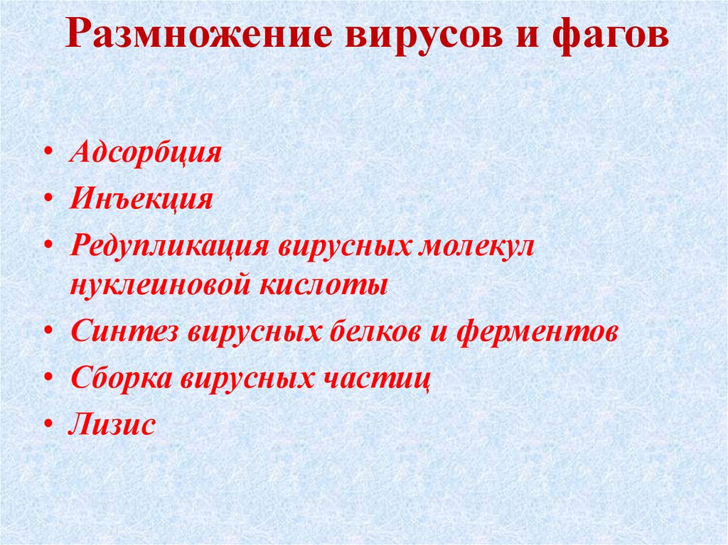 Размножение вирусов и фагов