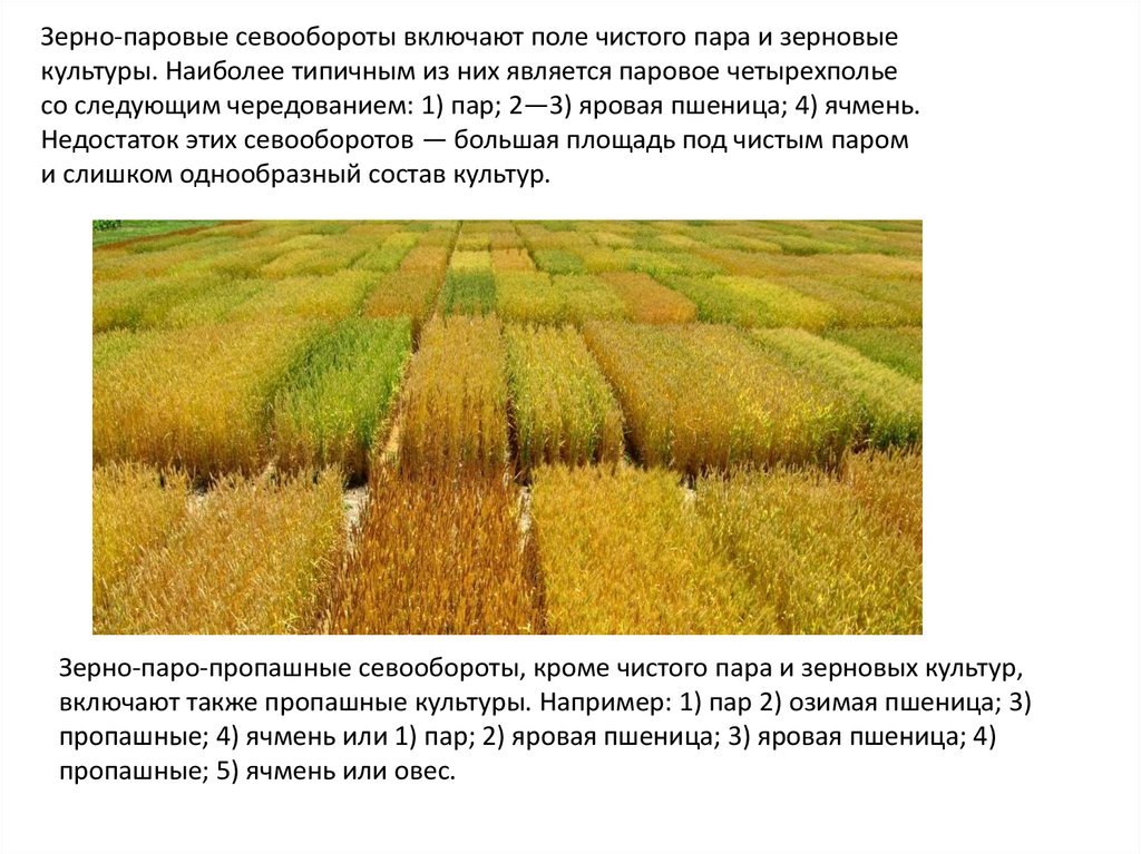 Виды чистого пара. Четырехпольный севооборот в сельском хозяйстве. Зерновые культуры в севообороте. Пропашные зерновые культуры. Кормовой севооборот.