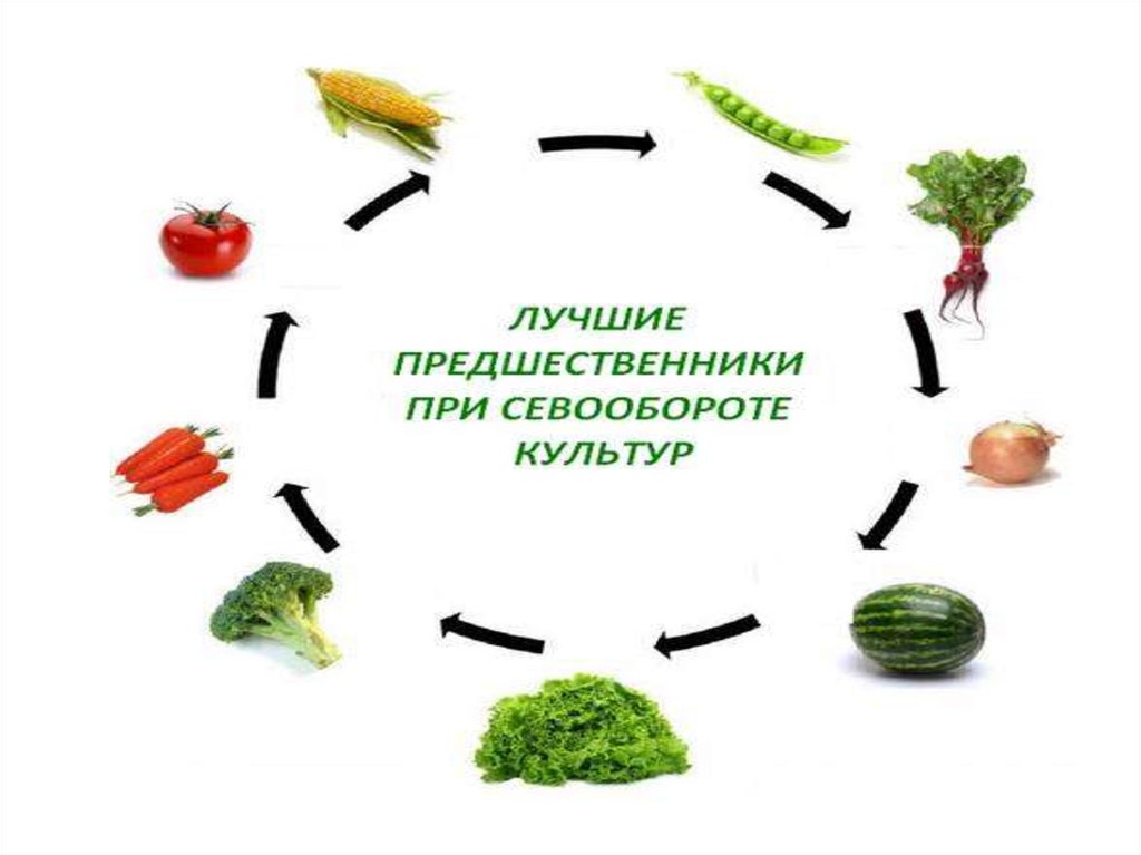 План размещения сельскохозяйственных культур и паров по полям на период освоения севооборота