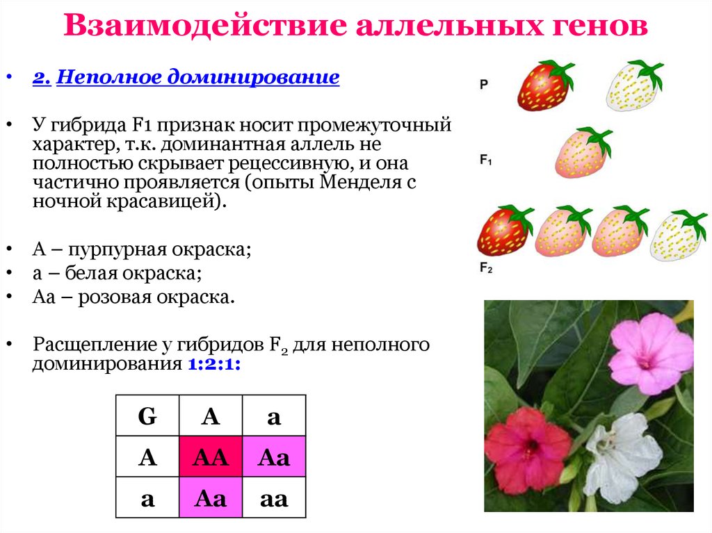 Взаимодействие генов схема