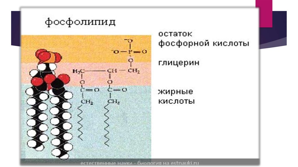 Синтез липидов мембраны. Фосфолипиды строение биохимия. Строение фосфолипидов формула. Схема строения фосфолипидов. Фосфолипиды строение формула.