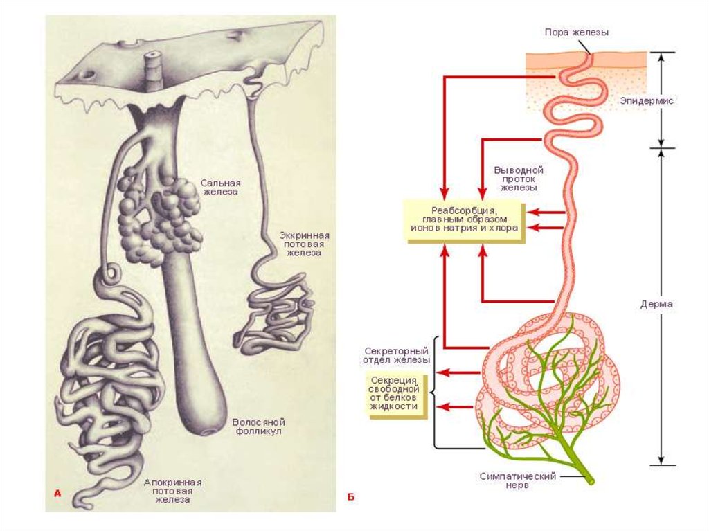 Потовые железы рисунок
