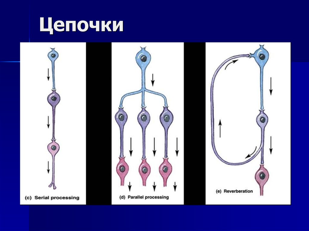 Цепочка 3 класс. Нейронные цепи. Схемы нейронных цепей. Цепь нейронов. Нейронная цепочка.