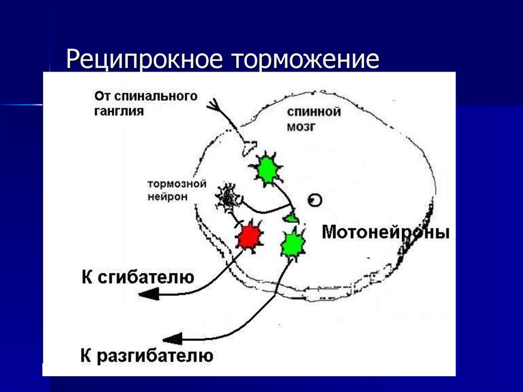 Что такое реципрокное вращение файлов