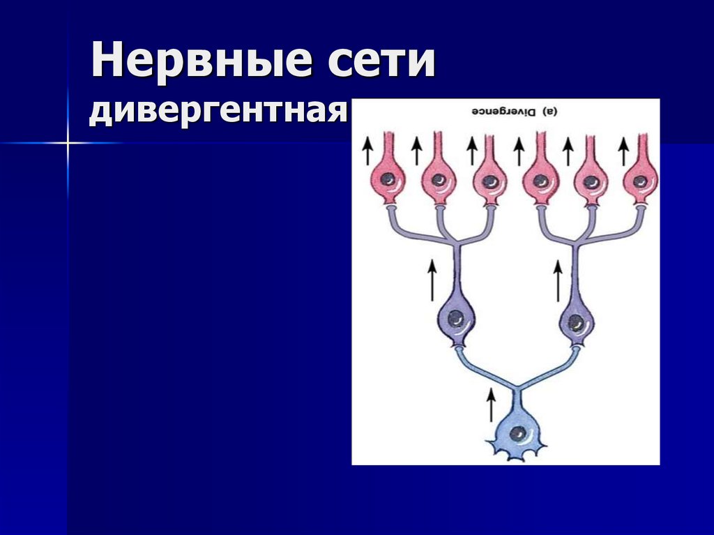 Нейрона цепочка. Типы нервных сетей. Нервные сети физиология. Дивергентные нейронные сети. Типы нервных сетей локальные дивергентные иерархические.