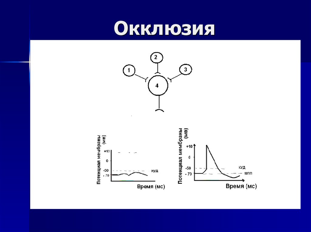 Окклюзия. Окклюзия физиология ЦНС. Окклюзия схема физиология. Окклюзия возбуждения физиология. Окклюзия и облегчение физиология ЦНС.