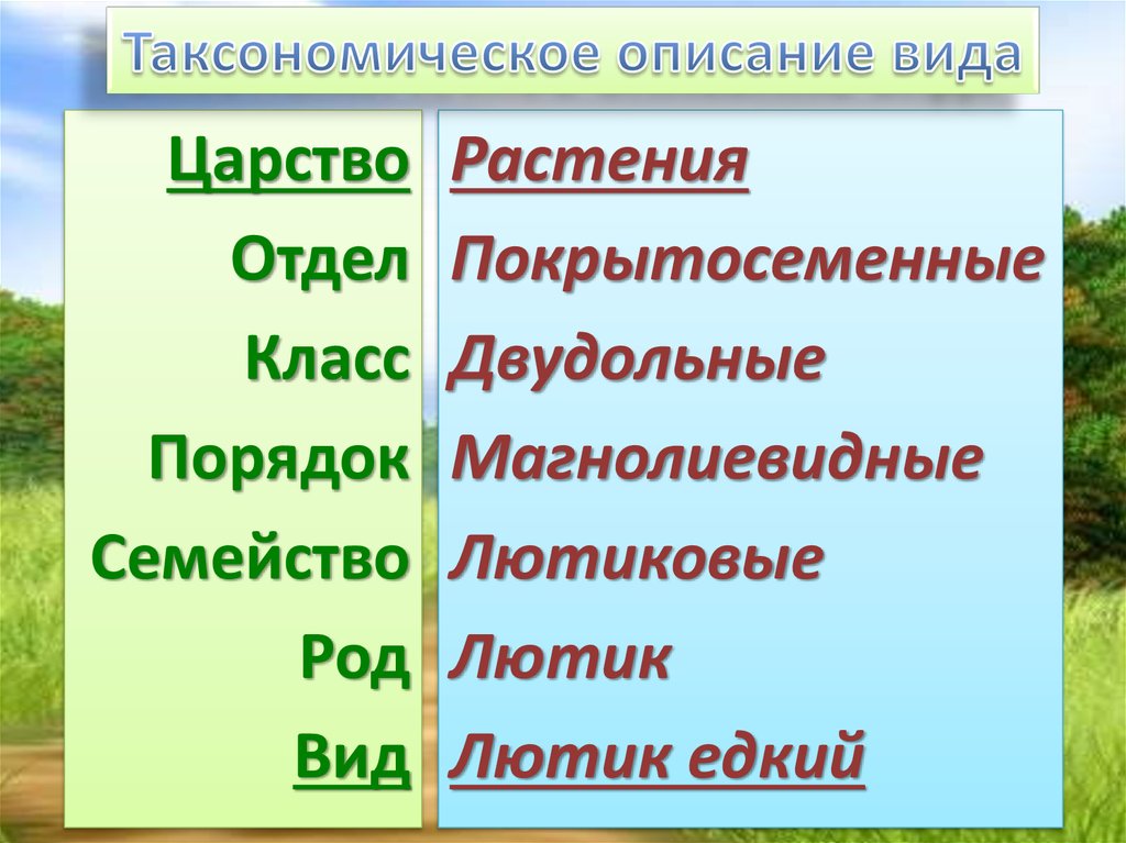 Покрытосеменные это царство отдел класс род