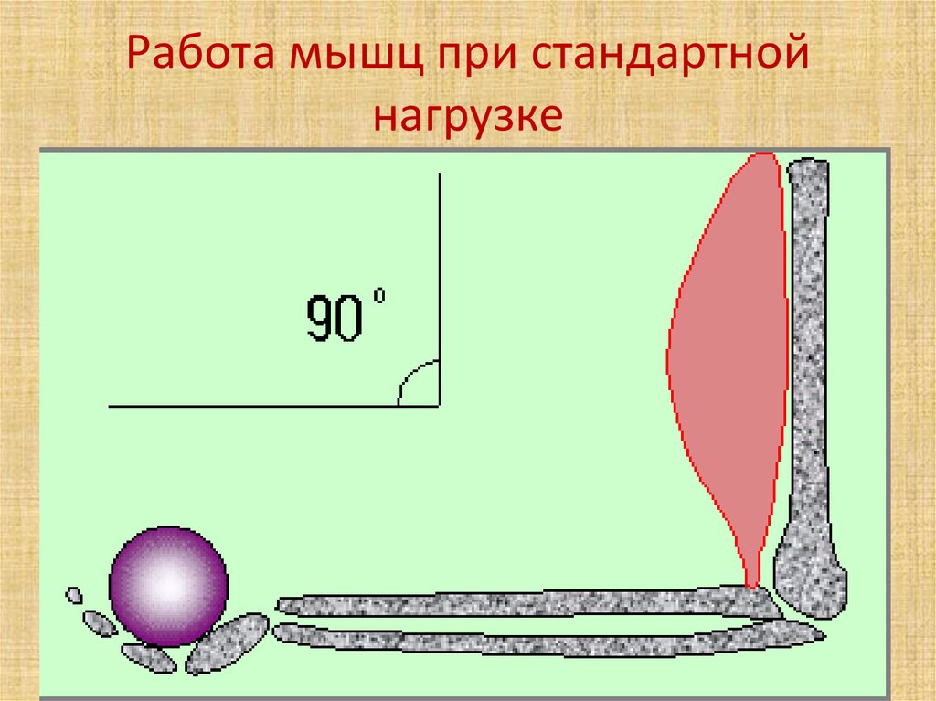 Работа мышц при стандартной нагрузке