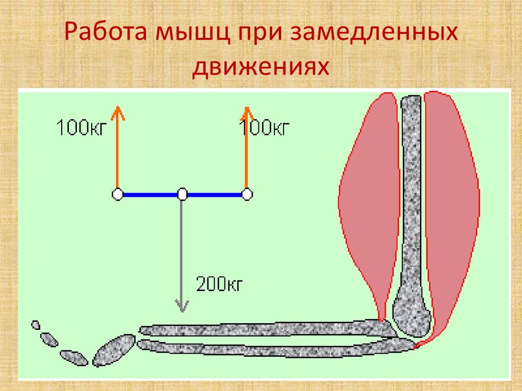 Работа мышц при замедленных движениях