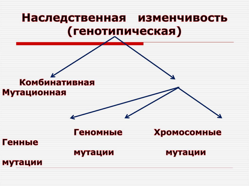 Генотипическая изменчивость схема