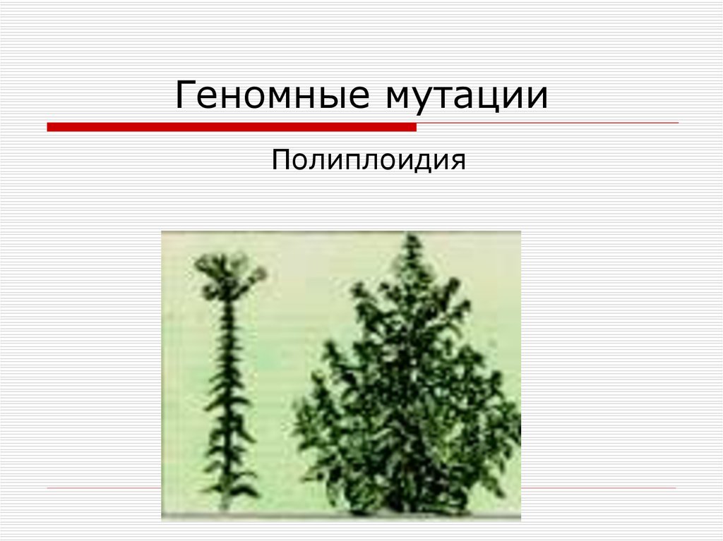 Гаплоидия мутация